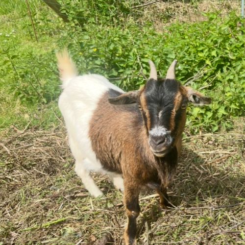 Couple chèvre naine #1