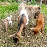 Couple chèvre naine #1