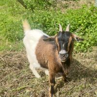 Couple chèvre naine #1