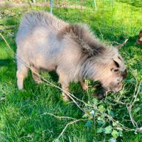 Couple chèvre naine