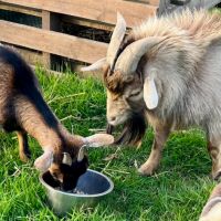 Couple chèvre naine #3