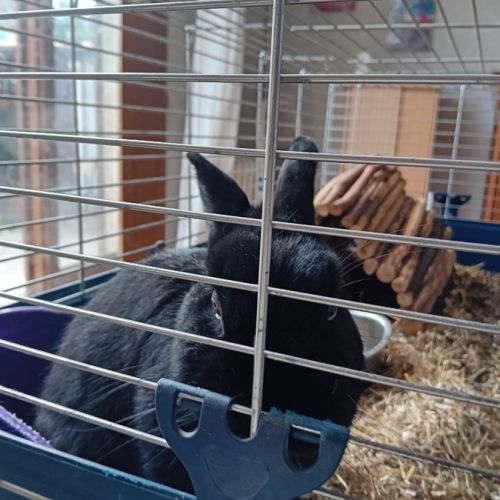 2 lapins de compagnie tout mimi #3