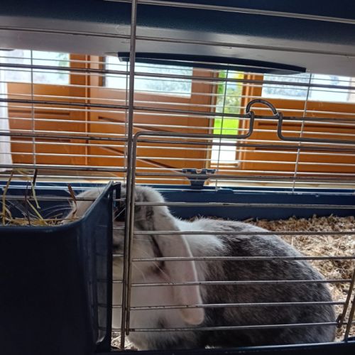 2 lapins de compagnie tout mimi #4