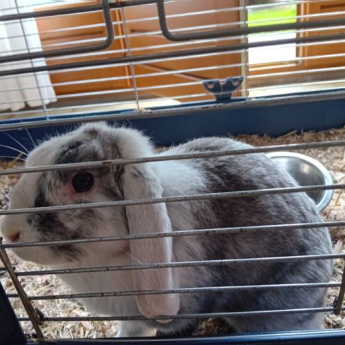 2 lapins de compagnie tout mimi #5