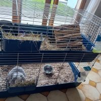 2 lapins de compagnie tout mimi