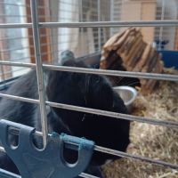 2 lapins de compagnie tout mimi #2