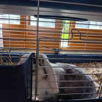 2 lapins de compagnie tout mimi #4