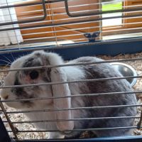 2 lapins de compagnie tout mimi #5