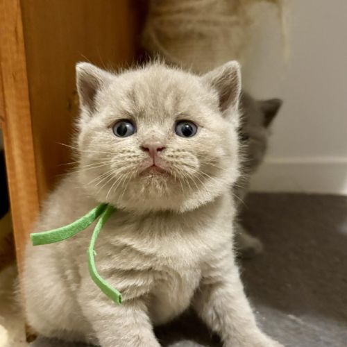 Chatons british shorthair loof #0