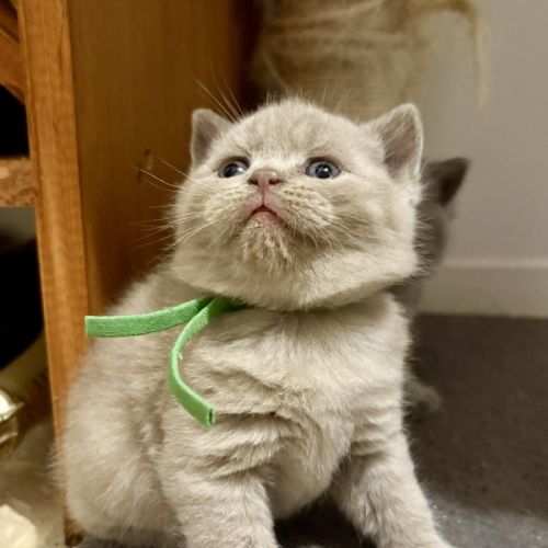 Chatons british shorthair loof #4