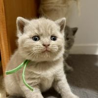 Chatons british shorthair loof #1