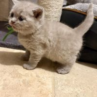 Chatons british shorthair loof #3