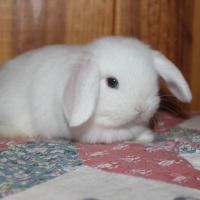 Lapins bélier nain/minilop