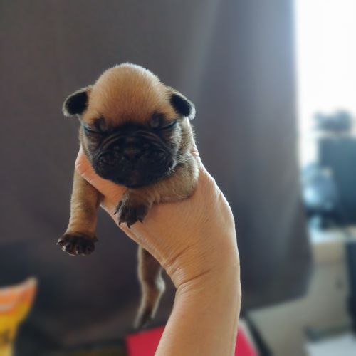 Chiot bouledogue francais