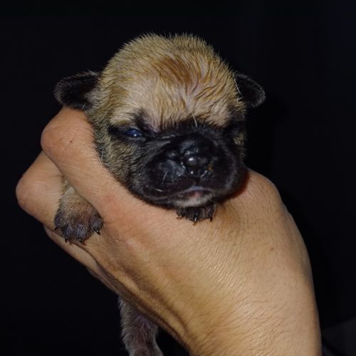 Chiot bouledogue francais #2