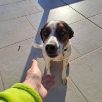 Chien roy à l adoption