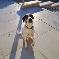 Chien roy à l adoption #2