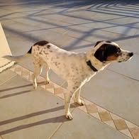 Chien roy à l adoption #3