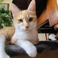 Chat max à l adoption #3