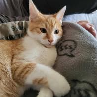 Chat max à l adoption #4