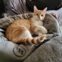 Chat max à l adoption