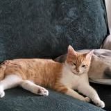 Chat max à l adoption #2