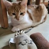 Chat max à l adoption #5