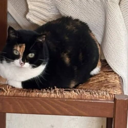 Chat mamoune à l adoption