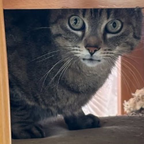 Chat mystere à l adoption