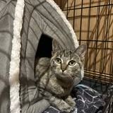 Chat shelsy à l adoption #2