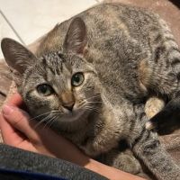 Chat shelsy à l adoption