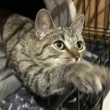 Chat shelsy à l adoption #3