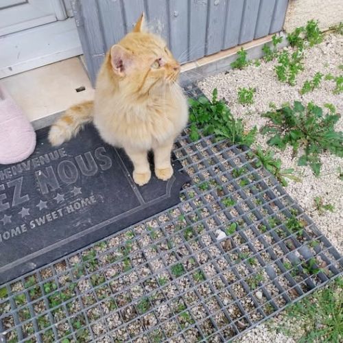 Chat tozzi à l adoption