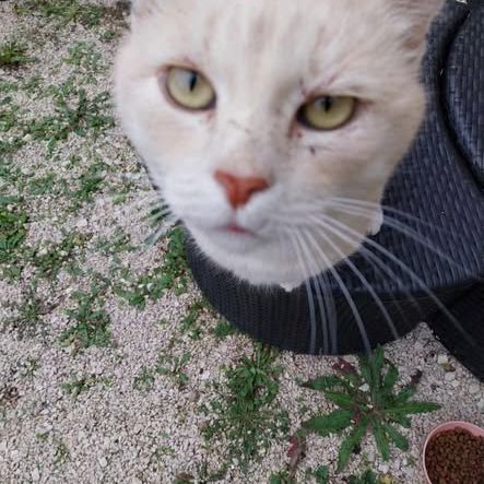 Chat tixi à l adoption