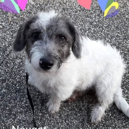 Chien nougat à l adoption #0