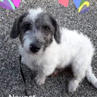 Chien nougat à l adoption