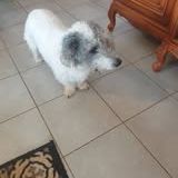 Chien nougat à l adoption #2