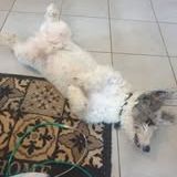 Chien nougat à l adoption #3