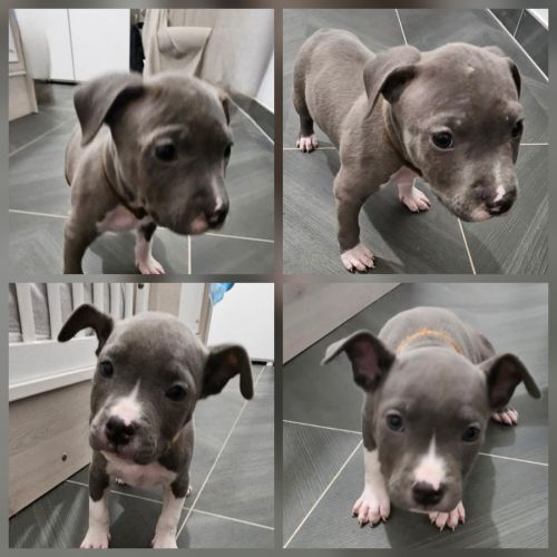 Chiots staff américain bleu #1