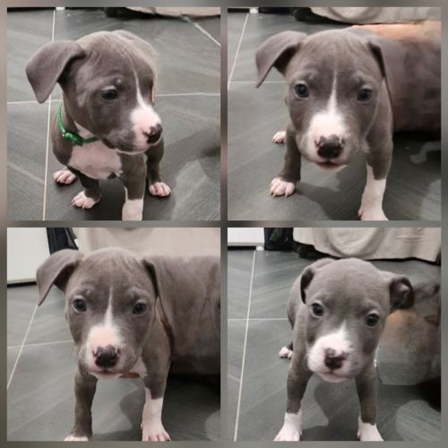 Chiots staff américain bleu #0