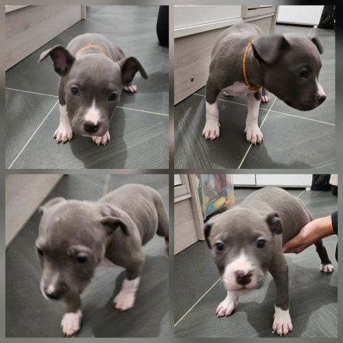 Chiots staff américain bleu #3