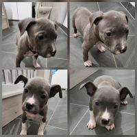 Chiots staff américain bleu #1