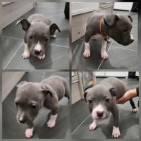 Chiots staff américain bleu #3