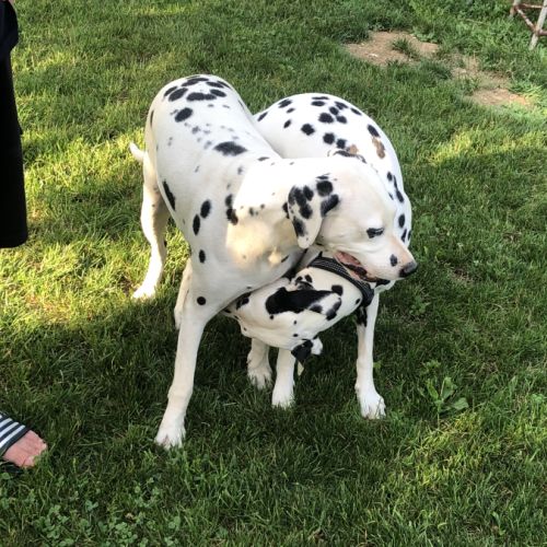 Chiots dalmatiens lof #1