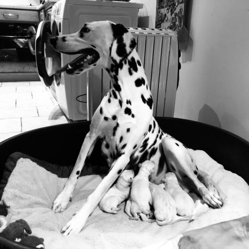 Chiots dalmatiens lof #2