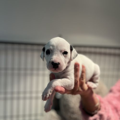 Chiots dalmatiens lof #0