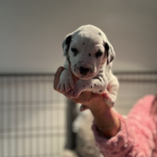 Chiots dalmatiens lof #7
