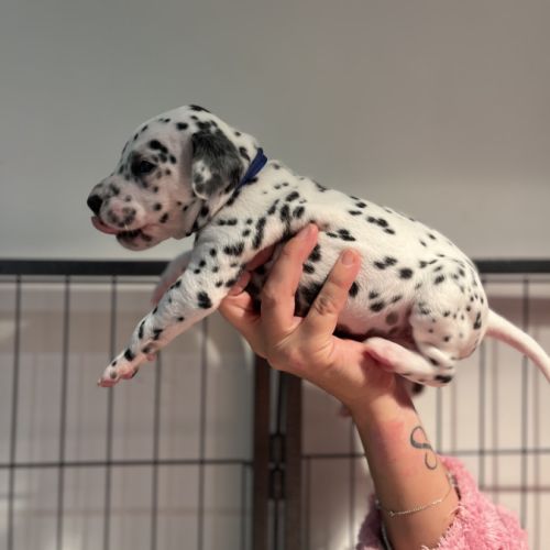Chiots dalmatiens lof #8