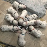 Chiots dalmatiens lof #3