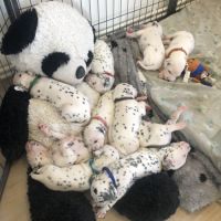 Chiots dalmatiens lof #4